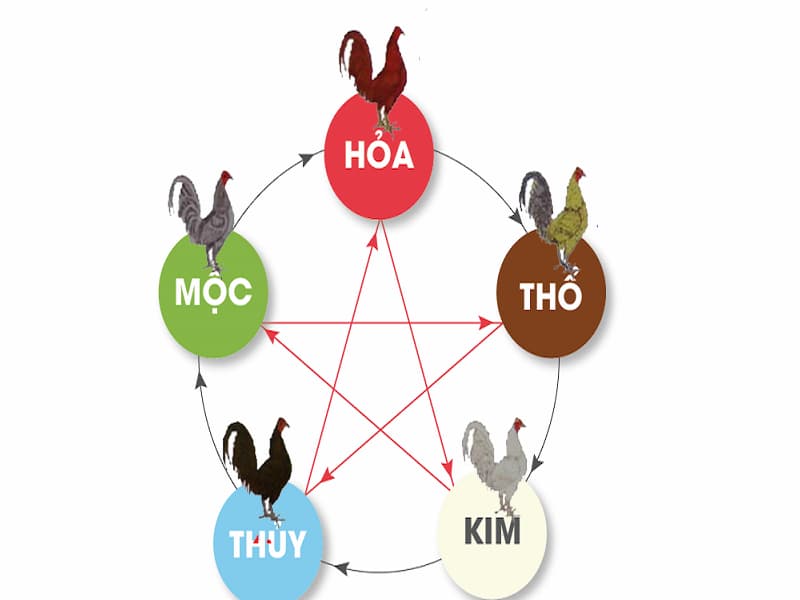 Cách xem màu mạng gà đá chuẩn xác nhất cho anh em 1 cach-xem-mau-mang-ga-da-1