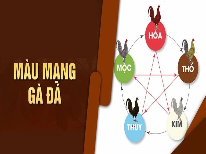 Cách xem màu mạng gà đá chuẩn xác nhất cho anh em 2 cach-xem-mau-mang-ga-da-2